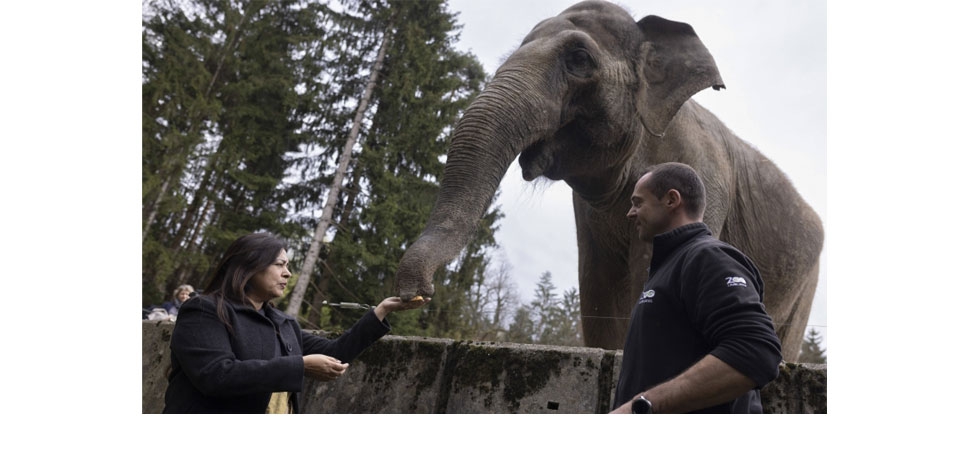 Minister of State for External Affairs Ms. Meenakashi Lekhi, visited the Zoological Park in Ljubljana and saw the magnificent Indian Elephant “Ganga” gifted to Slovenia by India in 1977.